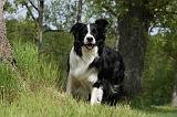 BORDER COLLIE 875